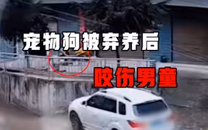 男童被流浪狗扑倒咬伤，镇政府严管犬只被骚扰辱骂：你们不作为！