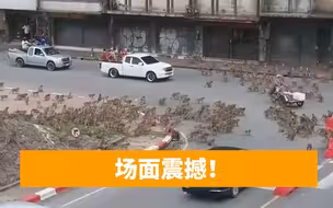 疫情下的动物：泰国猴子为了一根香蕉大打出手，饿极了攻击人类