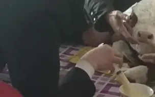 小牛刚出生主人怕它受冻 把小牛放到炕上和家人一起躺着