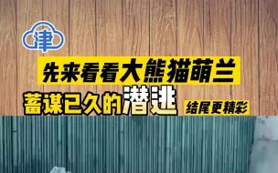 为了防止它“越狱”，大熊猫萌兰的院子围栏又又又被加高了！