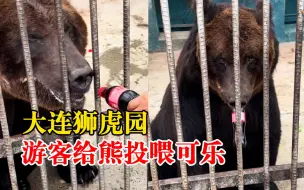 大连狮虎园游客给熊投喂可乐，官方：禁止投喂，会严格管理