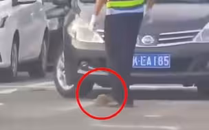 暖心！小刺猬独自过马路，天津交警暖心双手捧转移到安全地带！