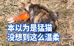 上海一流浪猫每天河边钓鱼养活全家