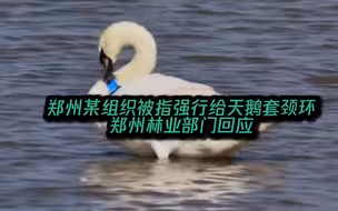 郑州林业部门回应天鹅被套颈环：可戴颈环，若影响天鹅健康将拆除