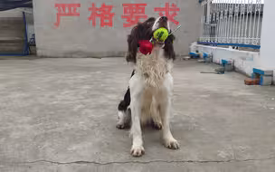 鄂州警犬训练基地