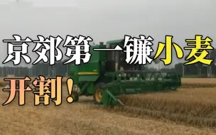 京郊第一镰小麦，开割！