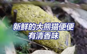 “屎都是香的”果然有~新鲜的大熊猫便便有清香味