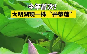 济南大明湖今年首次现一株“并蒂莲”！叶上初生并蒂莲，愿有情人美满幸福！