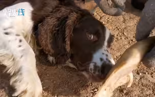 意志力满分！实拍军犬拒食考验，面对鸡腿诱惑丝毫不为所动
