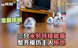 矮脚猫化身拖把模仿主人拖地