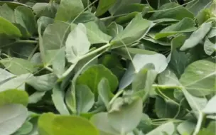 网友: 谁也无法拒绝这脆嫩的豌豆尖！