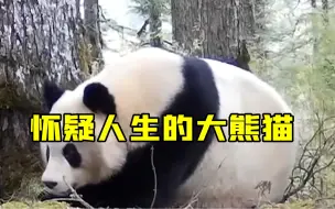 这只大熊猫开始怀疑人生……
