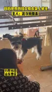 妈妈把狗狗挂在晾衣架修毛