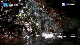 百里樱林百里花 漫山遍野卓芳华