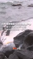 日本海岸现超10米长鲸鱼尸体 处于高度腐烂状态 当地政府称将进一步调查
