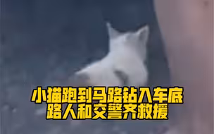 太暖了！小猫跑到马路钻入车底，路人和交警齐救援❤️