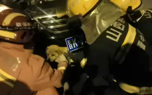 小狗马路被车撞身体镶进保险杠 消防员成功将其捞出安然无恙