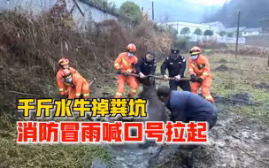 千斤水牛滑倒深陷化粪池，消防员冒雨喊口号合力拉起