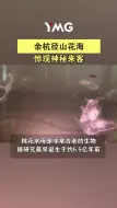 好山好水引来“神秘来客” 桃花水母现身径山花海