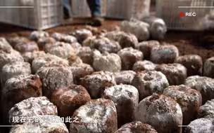 【我在斐济种菌草】