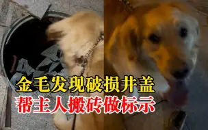 井盖破损狗狗帮主人叼砖头做警示，主人：提醒路人绕开