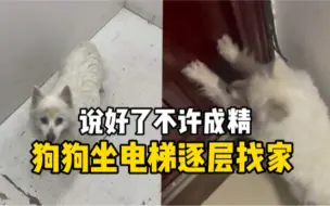 神奇！狗狗独自坐电梯回家，旁人不知楼层逐层按，全靠狗子自己闻