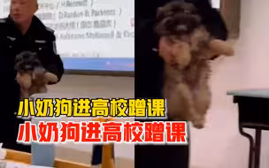 狗子高校课堂蹭课被保安温柔抱走，同学：它经常去其他教室蹭课