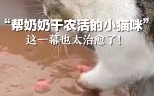“帮奶奶干农活的小猫咪”，这一幕也太治愈了！