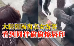 大猩猩隔窗亲女游客看到同伴秒心虚，游客：它还偷偷把唇印擦了