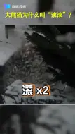 大熊猫为什么叫“滚滚”？看完你就知道了