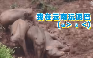 美滋滋！云南象群在雨中欢快地玩泥巴
