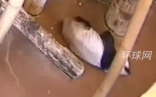 旅美大熊猫“乐乐”死因公布：心脏病变可能是致死主因