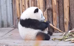 饭团和花的一天，摸摸头抱回家