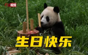 柏林动物园为在德国出生大熊猫庆生