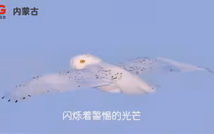 珍贵画面！雪鸮现身呼伦贝尔｜近日，摄影师拍到国家二级保护野生动物雪鸮。画面中，它在雪原上空展翅翱翔，宛如冬日精灵。网友：雪鸮回头一瞪不知该怕还是该笑。