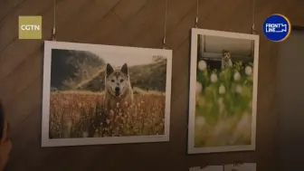 摄影师往返受灾地拍摄滞留小猫温暖人心