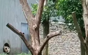 地震发生瞬间大熊猫妈妈携幼崽跑到室外避险。