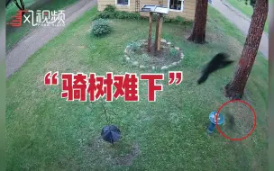 “骑树难下”！美国野熊偷食不成，被小狗赶到树上