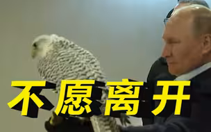 普京参观堪察加遊隼中心，遊隼久久停留，不愿意从普京手中离开