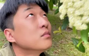 上海石楠进入盛花期，这春天的味道你能接受吗#石楠花 【编导：倪振桁】
