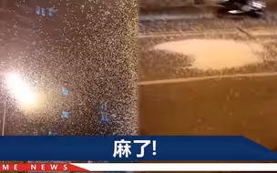 湖南出现大量聚集蜉蝣，密密麻麻如大雪，网友：头皮发麻