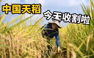 稻穗金灿灿！中国天稻今天收割啦！