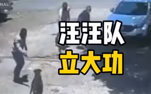 巴西一男子遭四名持枪劫匪袭击，宠物狗不惧子弹拼命护主