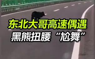 东北大哥高速偶遇黑熊尬舞奔跑 好奇解说：这蹦跶蹦跶的
