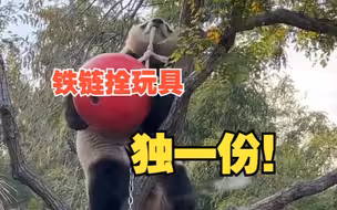 这是“萌兰”的越狱新计划吗？用铁链栓玩具，萌兰是独一份了吧！
