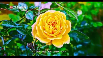 娇艳欲滴！延时摄影欣赏黄色月季绽放