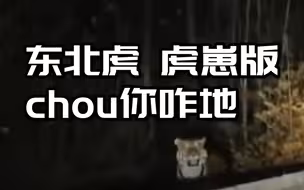 野生东北虎虎崽与民警淡定对望