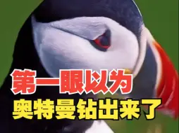 北半球的“水中企鹅”海雀，网友：长得好像塑料奥特曼