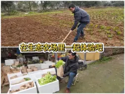 成都城郊区域有一个生态农场，年轻人在这里吃住、体验农事，快来看看吧
