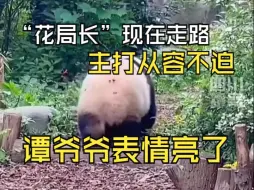 “花花”当了“局长”后走路主打一个从容不迫，“局里局气”的，游客：要不给“花局长”配个专车吧